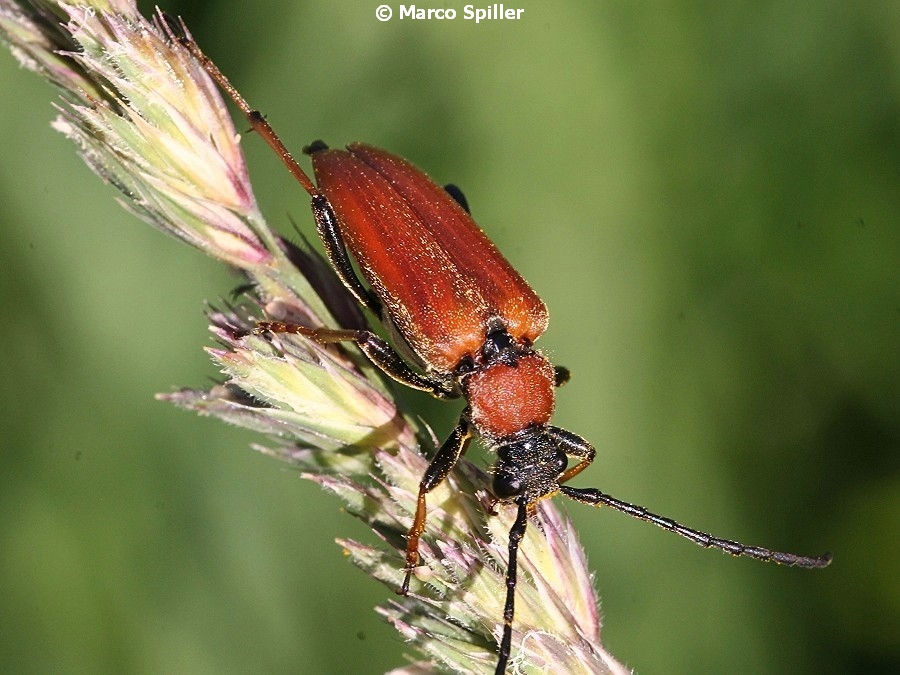 Stictoleptura rubra